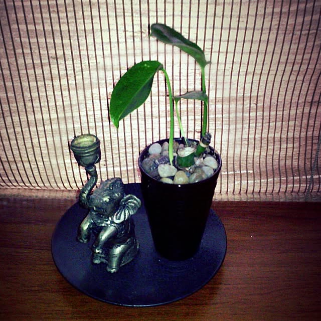 elephant1219さんの実例写真