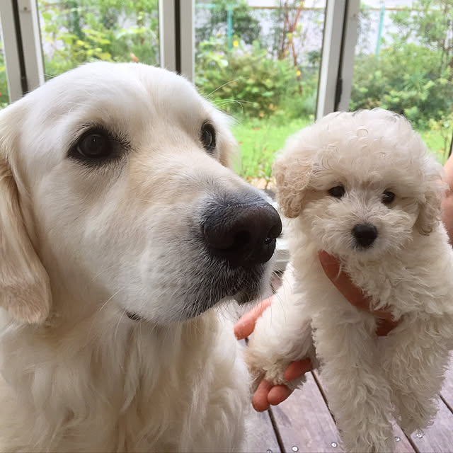 angeさんの実例写真