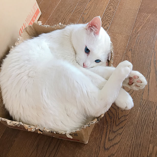 nyanko-beamさんの実例写真