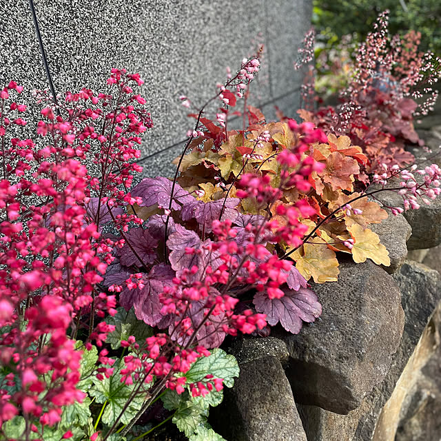 buchiさんの部屋