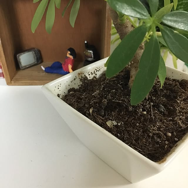 Ayamagakireiさんの実例写真