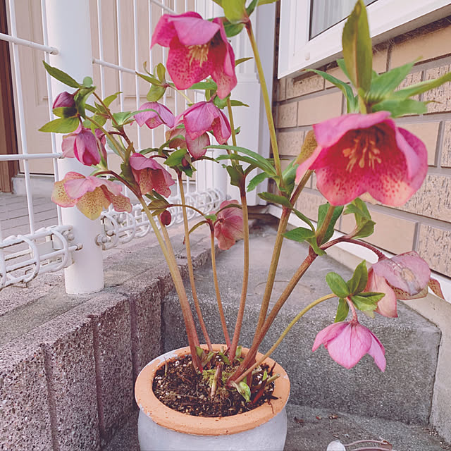 tomorinさんの実例写真