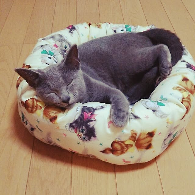 ベッド周り/猫/猫のいる生活/ペットベッド/手作り...などのインテリア実例 - 2015-06-18 20:42:11