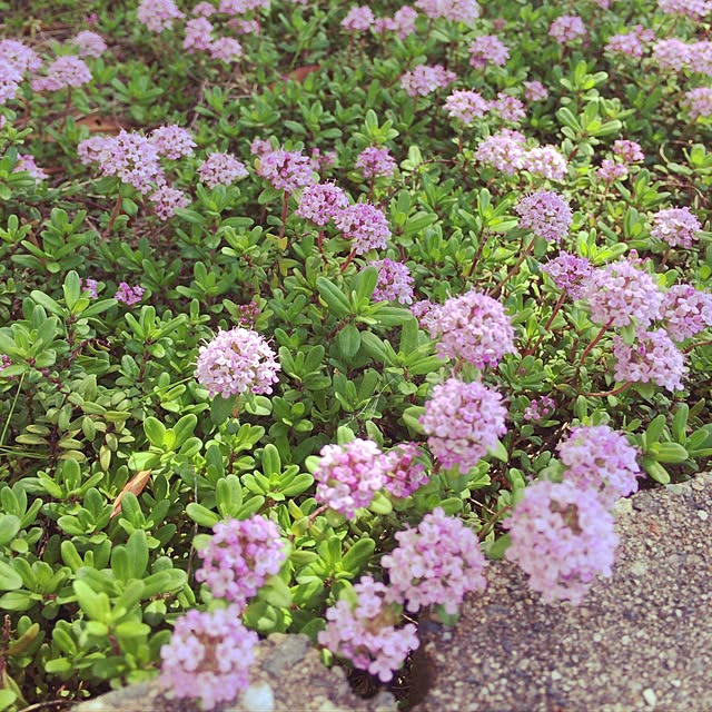 yunamiriさんの実例写真