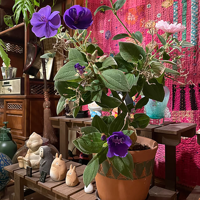 shin0719さんの実例写真