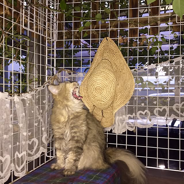 butachanさんの実例写真