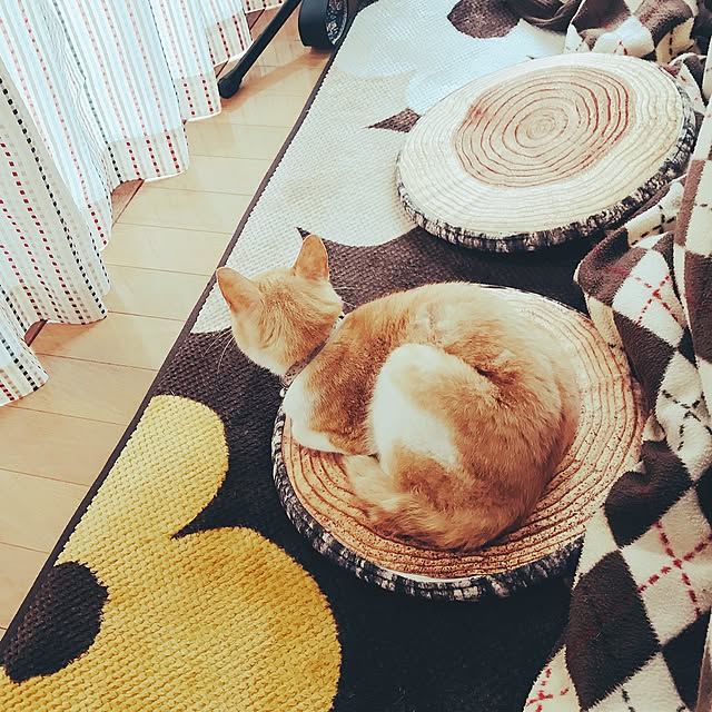 リビング/ねこと暮らす。/お家カフェ/ニトリのインテリア実例 - 2017-06-21 15:16:01