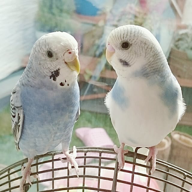 mayさんの実例写真