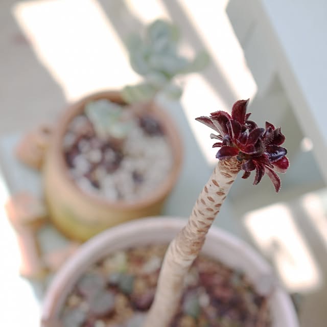 wisteriaさんの実例写真