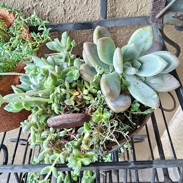 komikaoさんの実例写真