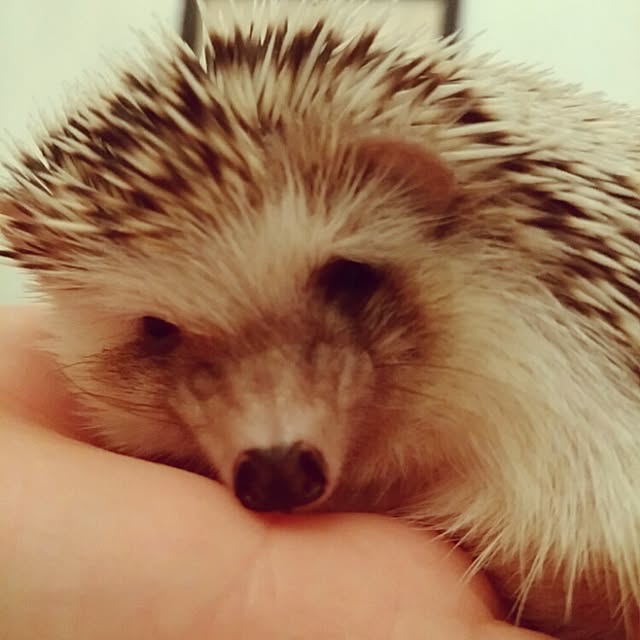 kuruさんの実例写真