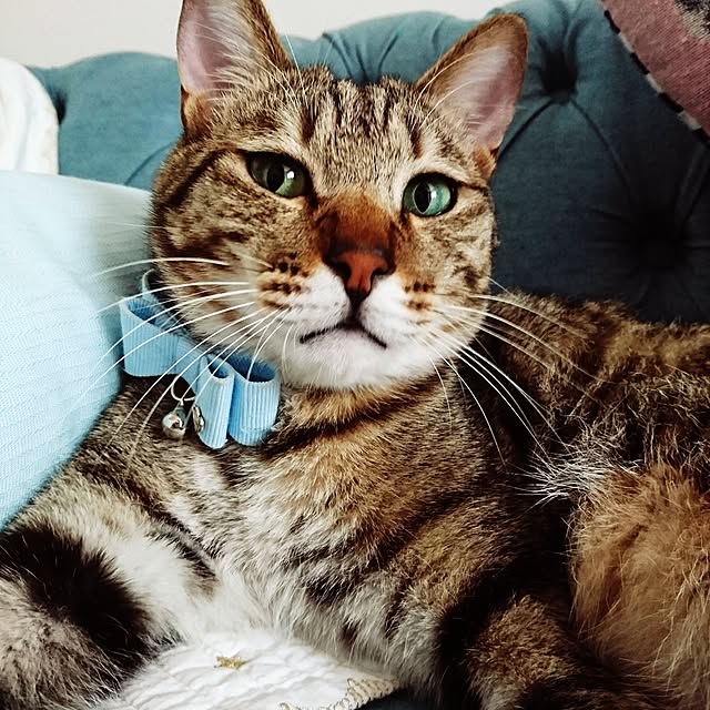 poniさんの実例写真