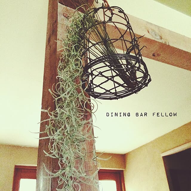 壁/天井/ウスネオイデス

/NO GREEN NO LIFE/Dining Bar Fellow/エアープランツのインテリア実例 - 2014-12-12 17:01:36