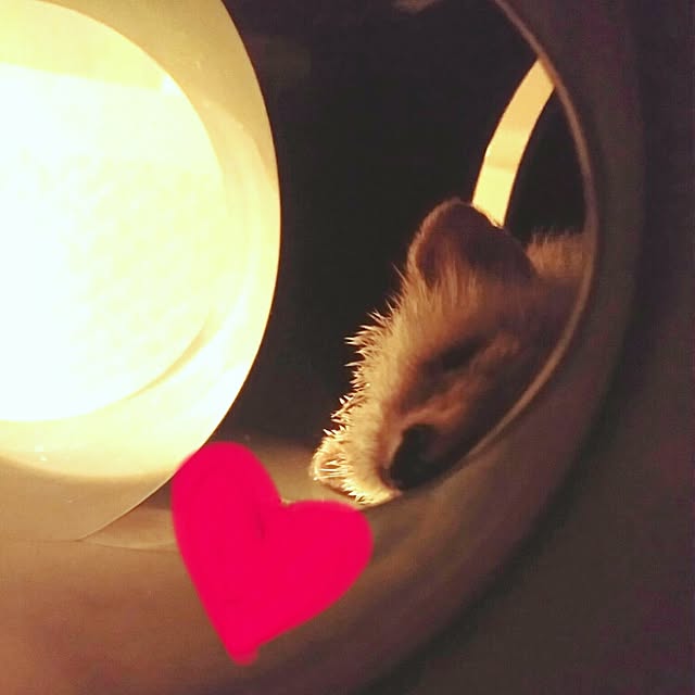 kuruさんの実例写真