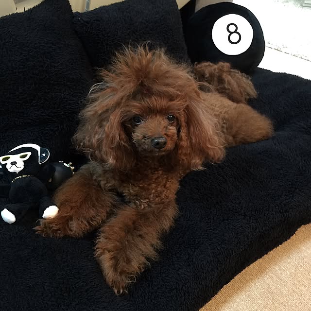 yoshiさんの実例写真