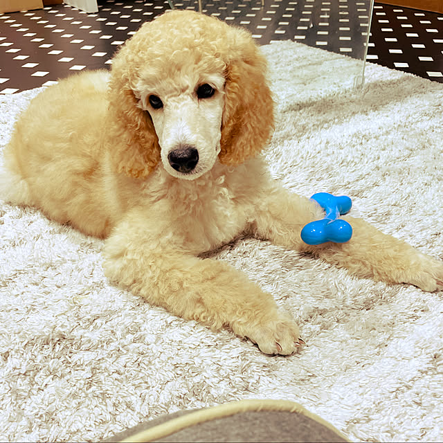 nackeyさんの実例写真