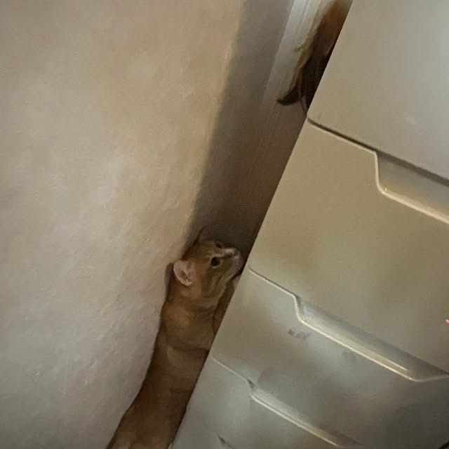 koromaroさんの実例写真