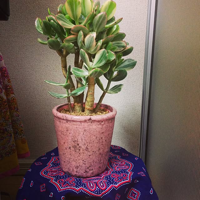 sakusakuさんの実例写真