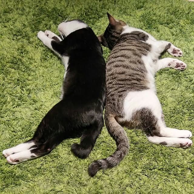Gomaさんの実例写真