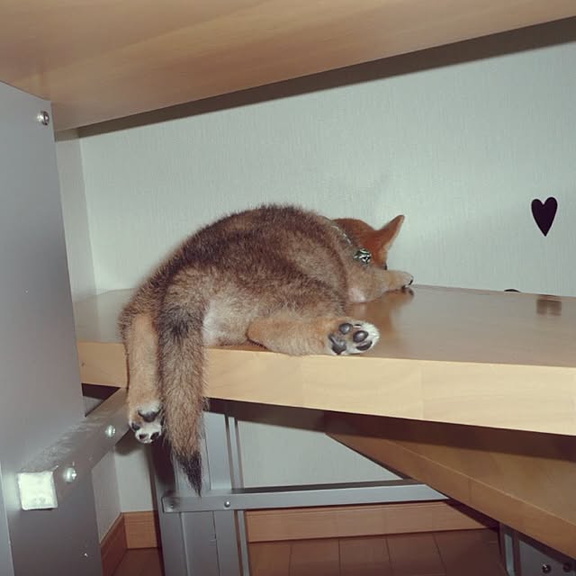 kotaさんの実例写真