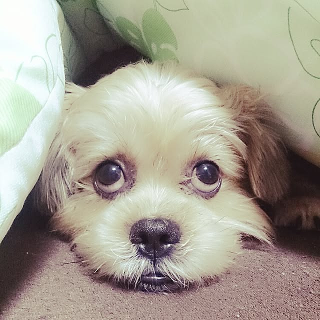 soraさんの実例写真