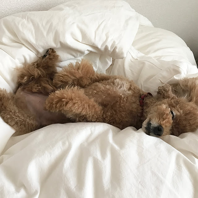 shihoさんの実例写真