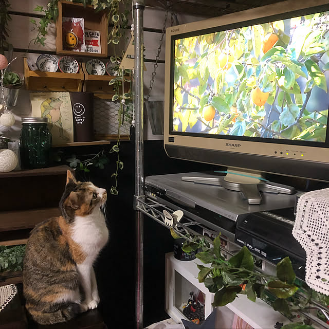 vivienne.coco-keiさんの実例写真