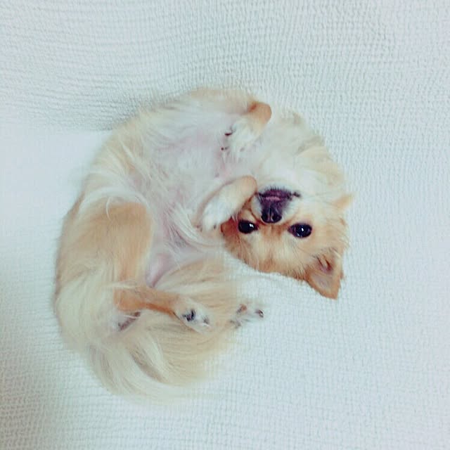rinrinさんの実例写真
