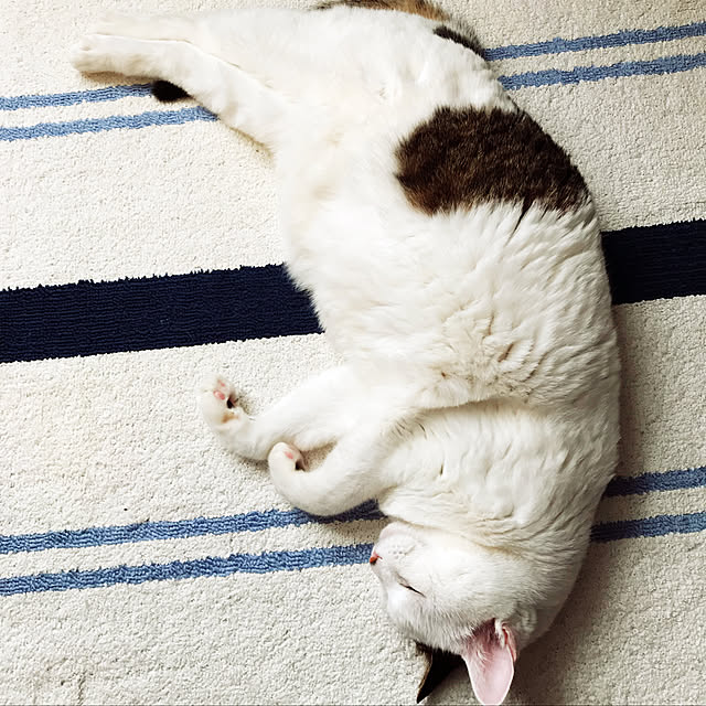 coedodecoさんの実例写真