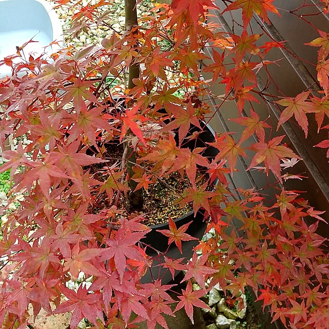 hanano087さんの実例写真