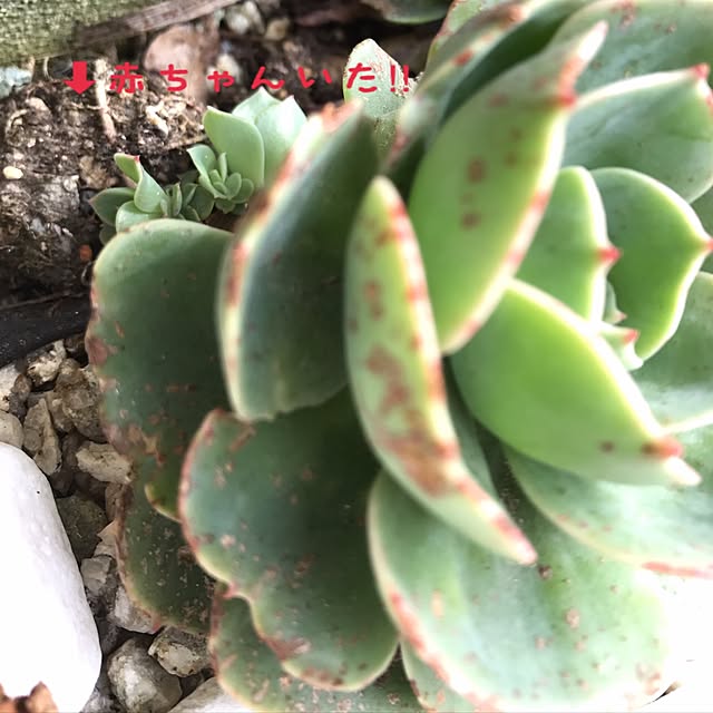 **yuu**さんの実例写真