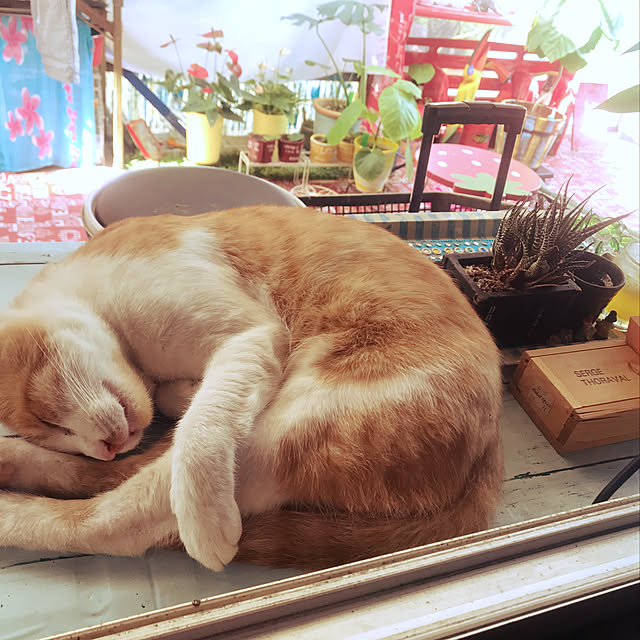 happyさんの実例写真