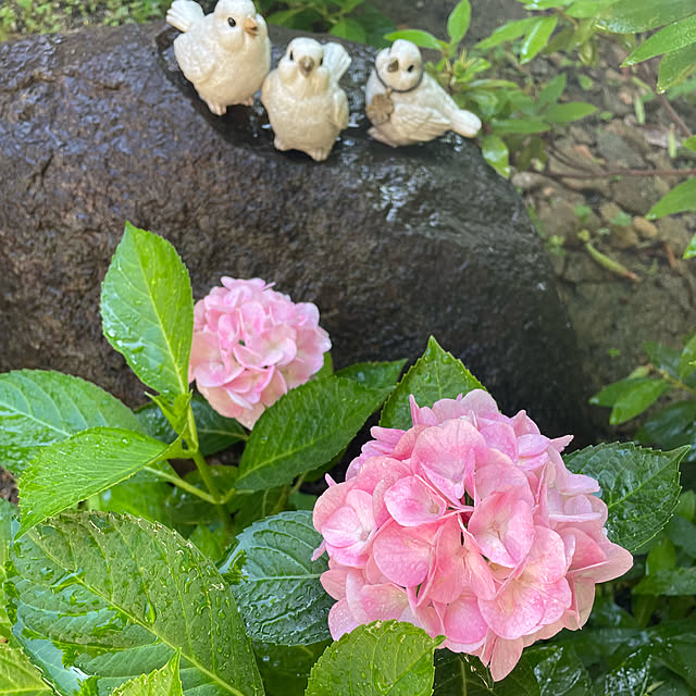 kuikoさんの実例写真