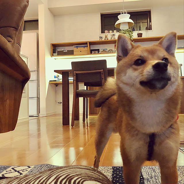 kenzさんの実例写真