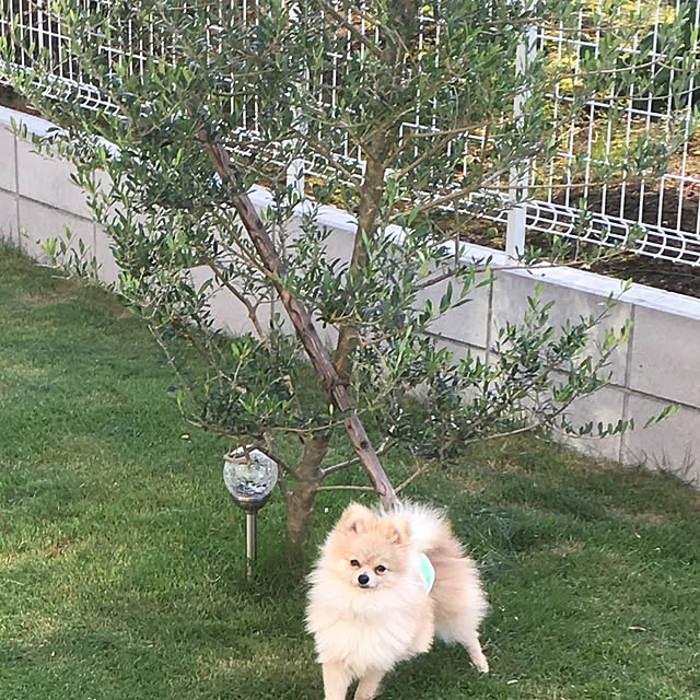 MAKARONさんの実例写真