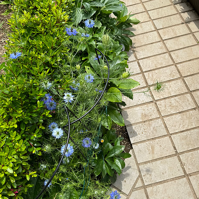 mamizaさんの部屋