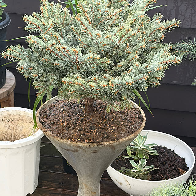 Orimashiさんの実例写真