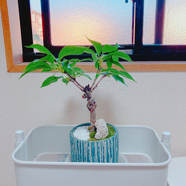 yuyuさんの部屋