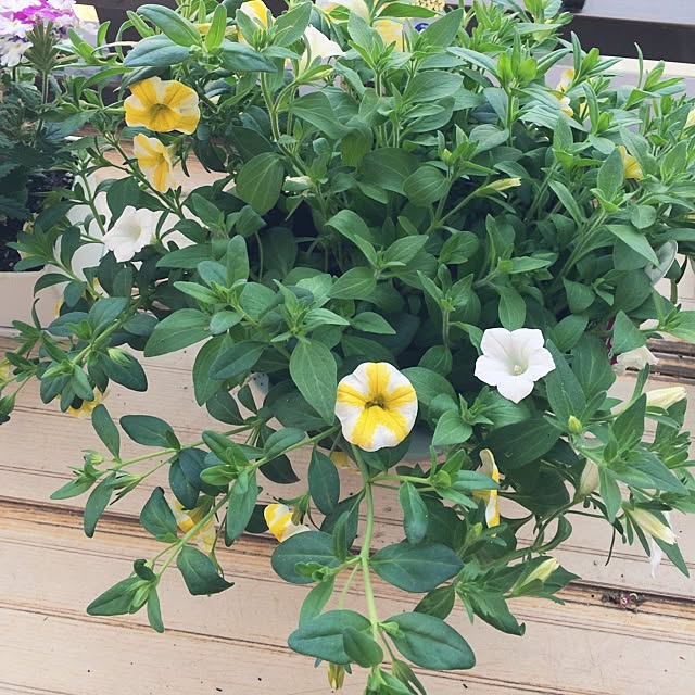 noa.mamaさんの実例写真