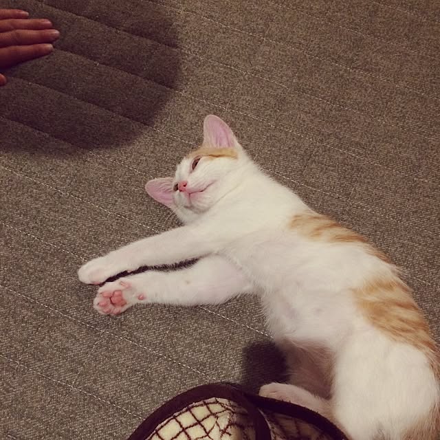 biscoさんの実例写真