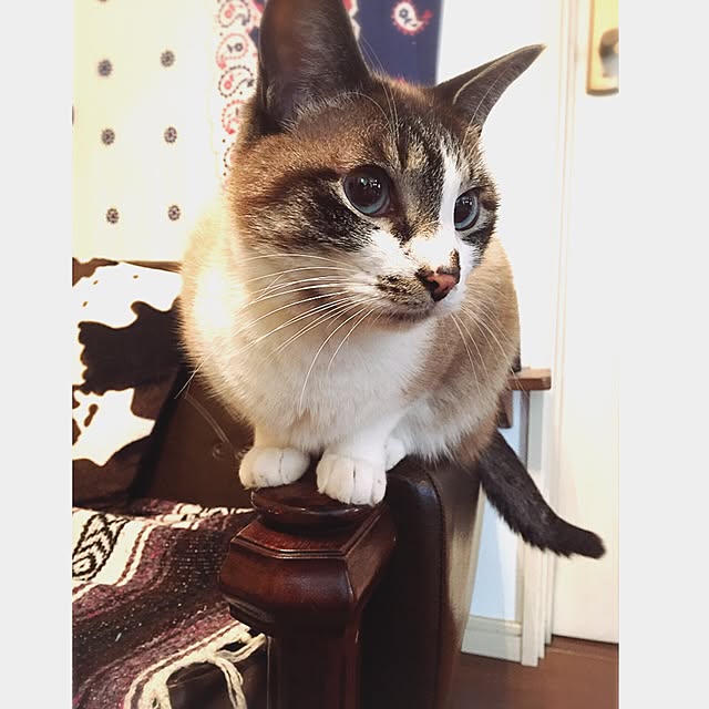 bowbowcoさんの実例写真