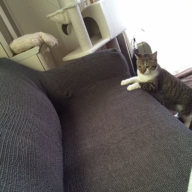 momoさんの実例写真