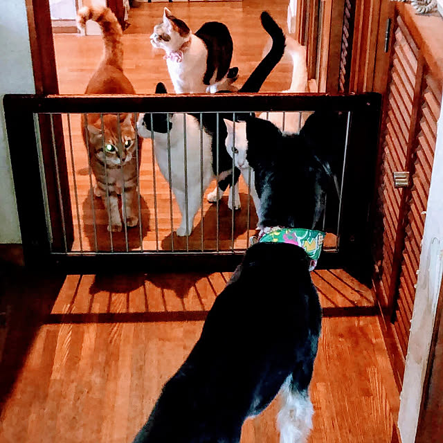 ねこのいる日常/リビングのインテリア実例 - 2021-06-30 01:50:18