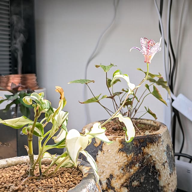 wyefuさんの実例写真