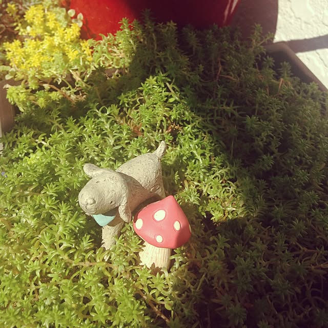daydreamさんの実例写真