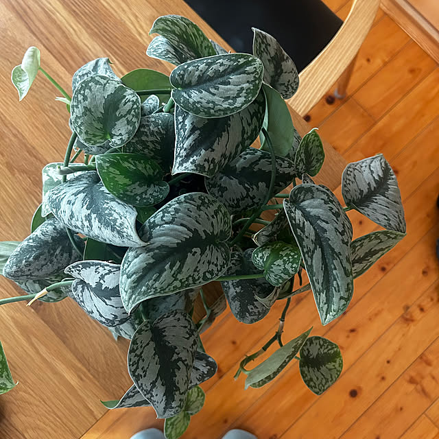 skhrさんの実例写真