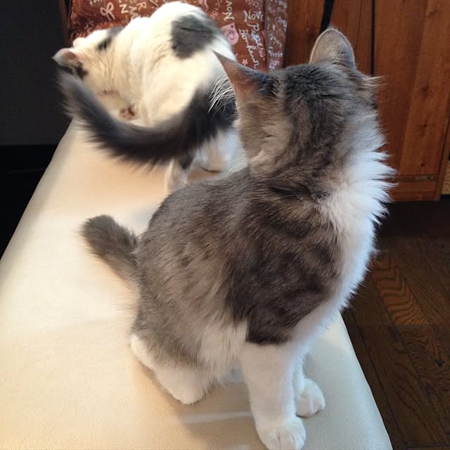 実例写真