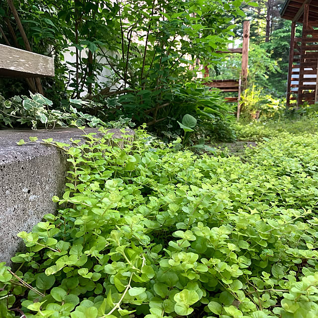 Kikko.さんの実例写真