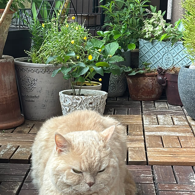 naokoさんの部屋