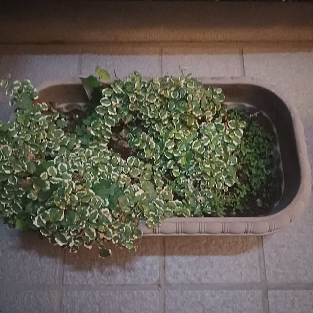 tuushiさんの実例写真